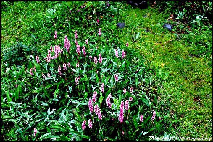 Photo of Hampta Pass Trek by Bibhudutt Misra