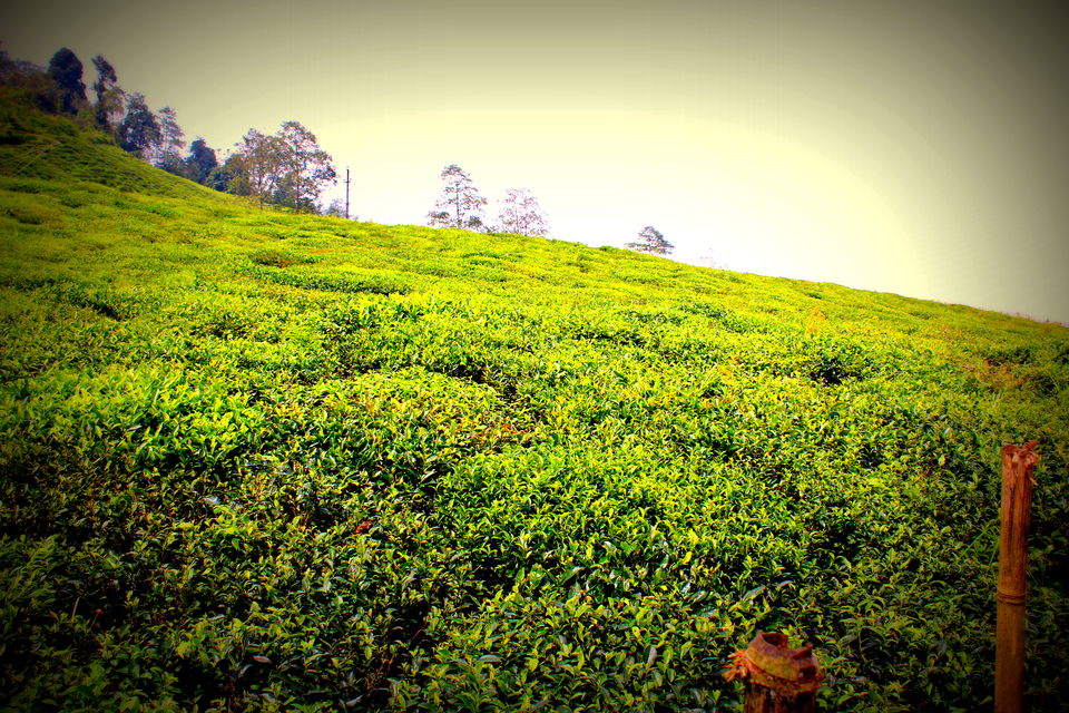 Photo of Sikkim: Wandering in the land of Buddha 13/13 by aashish garg