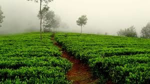 Photo of Darjeeling in Himachal Pradesh: Palampur by Naresh Tomar
