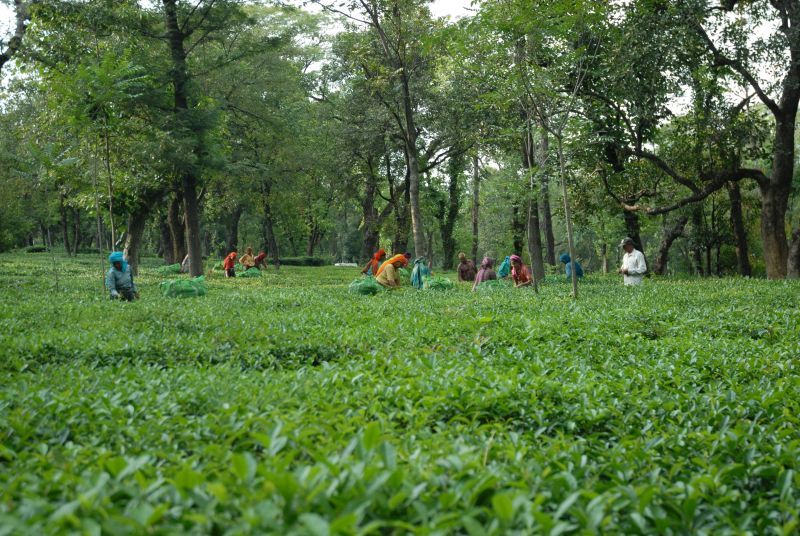 Photo of Darjeeling in Himachal Pradesh: Palampur by Naresh Tomar