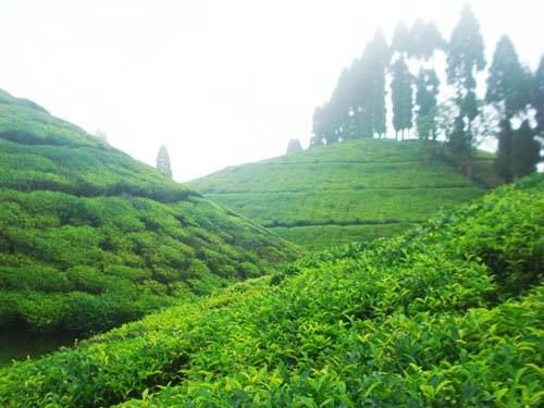 Photo of The Magic of Darjeeling 2/23 by Naresh Tomar