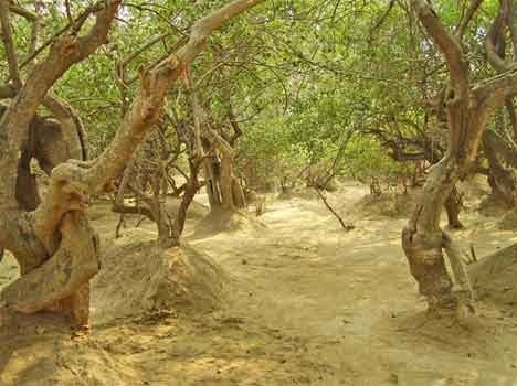 Photo of Krishna ka Van : Vrindavan 19/22 by Naresh Tomar