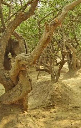 Photo of Krishna ka Van : Vrindavan 10/22 by Naresh Tomar