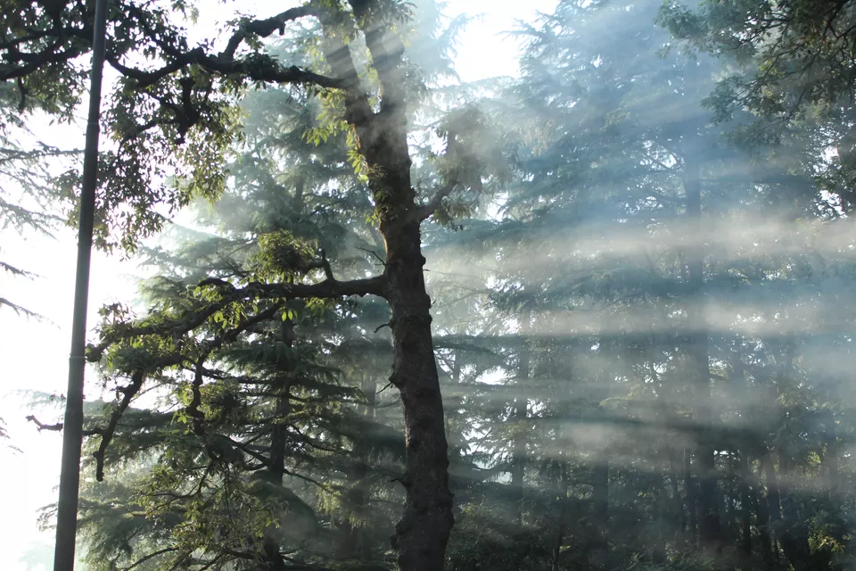Photo of McLeod Ganj, Dharamshala, Himachal Pradesh, India by Radhika Roy