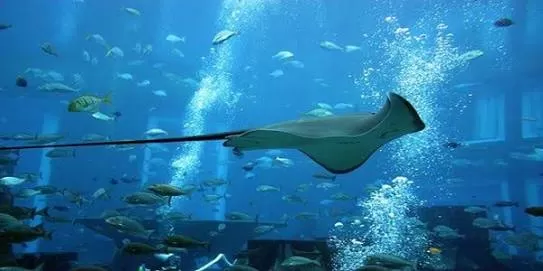 Photo of The Lost Chambers Aquarium, Atlantis The Palm, Dubai - Dubai - United Arab Emirates by Bhavana Parmar