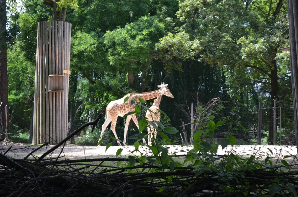 Photo of Basel Zoo, Basel, Switzerland by Vinay8484