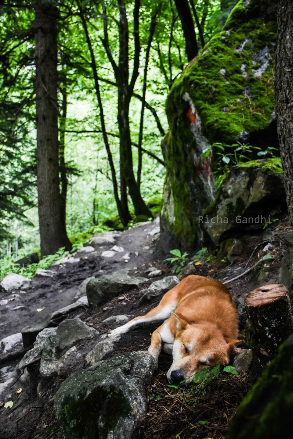 Photo of Kheerganga - Hike to heaven in Monsoon by Richa Gandhi