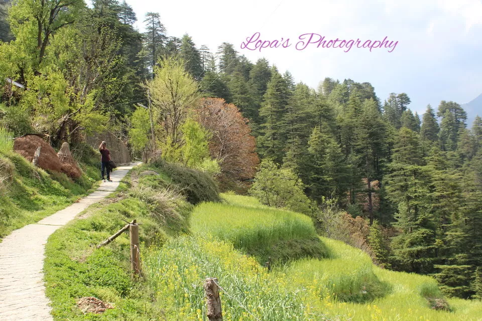 Photo of Barot, Himachal Pradesh, India by Lopamudra Mandal