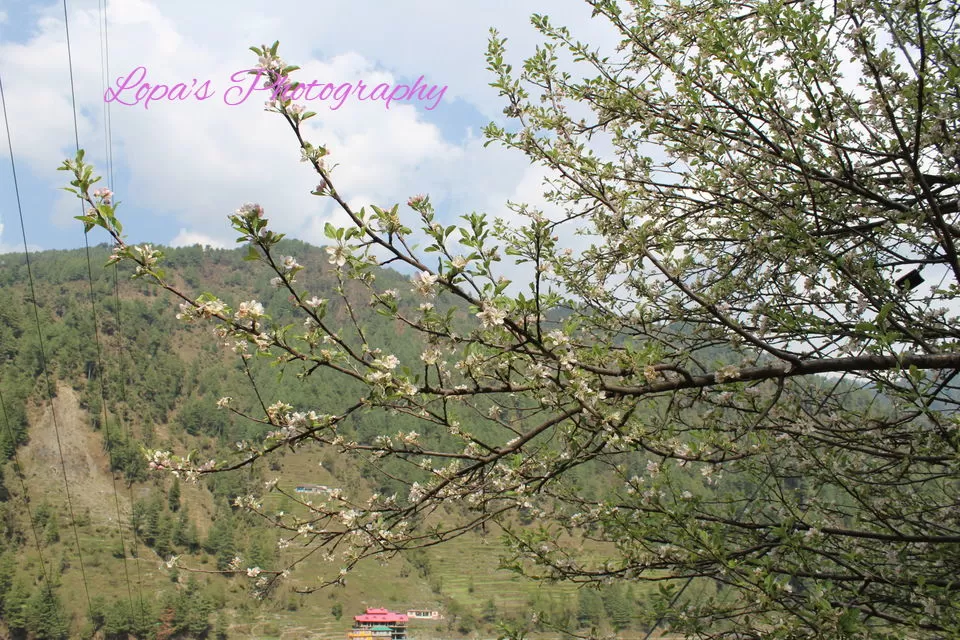Photo of Barot, Himachal Pradesh, India by Lopamudra Mandal