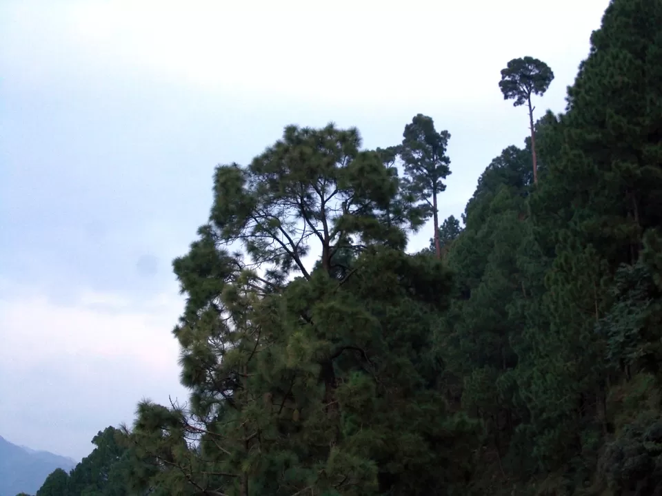 Photo of Dhanolti, Dhanolti, Uttarakhand, India by Antara Kumar