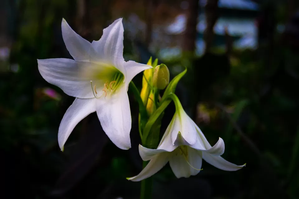 Photo of Bryant Park, Lower Shola Road, Kodaikanal, Tamil Nadu, India by Raviteja Govindaraju