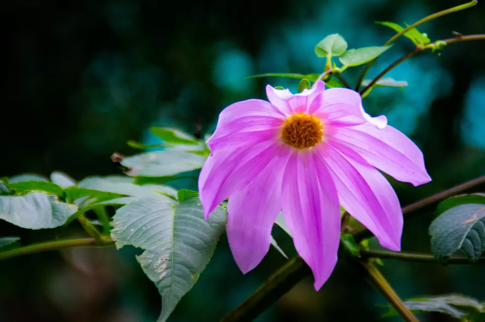 Photo of Bryant Park, Lower Shola Road, Kodaikanal, Tamil Nadu, India by Raviteja Govindaraju