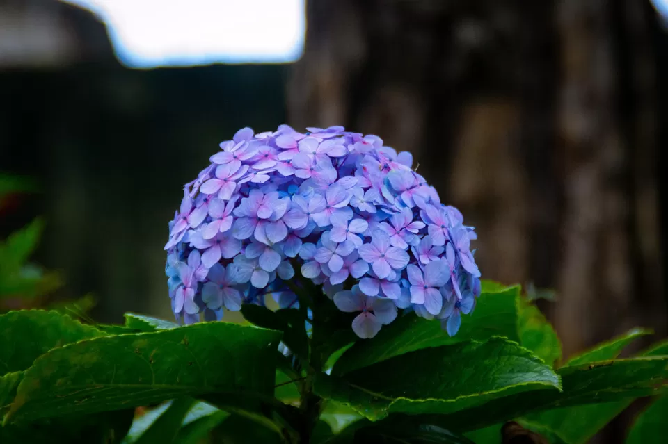 Photo of Bryant Park, Lower Shola Road, Kodaikanal, Tamil Nadu, India by Raviteja Govindaraju