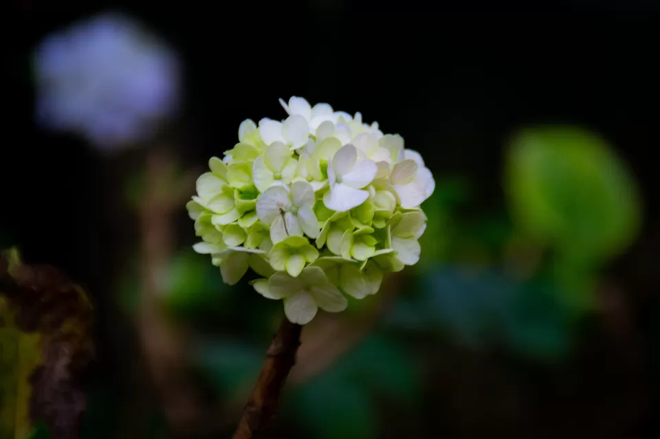 Photo of Bryant Park, Lower Shola Road, Kodaikanal, Tamil Nadu, India by Raviteja Govindaraju