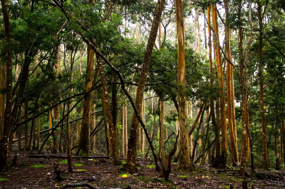 Photo of Kodaikanal Pine Forest, Kodaikanal Ghat Road, Shenbaganur, Kodaikanal, Tamil Nadu, India by Raviteja Govindaraju