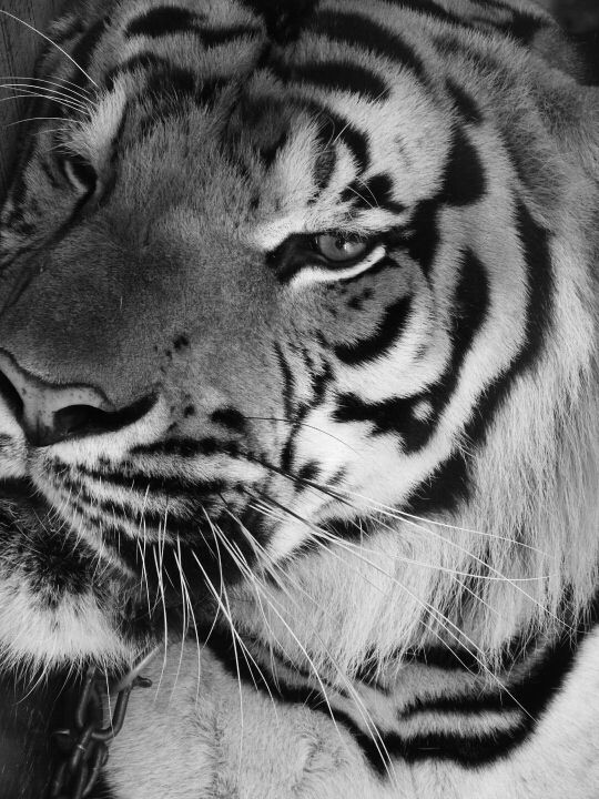 Photo of Safari Park, 480 Chakphet Rd, Khwaeng Wang Burapha Phirom, Khet Phra Nakhon, Krung Thep Maha Nakhon 10200, Thailand by Mandira Donde