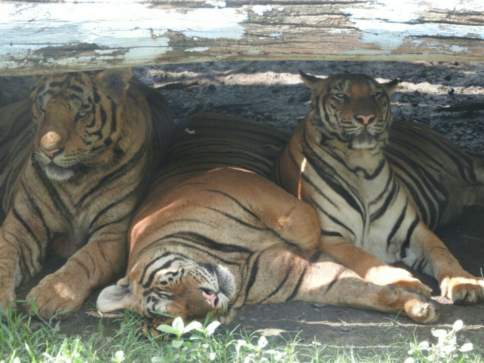 Photo of Safari Park, 480 Chakphet Rd, Khwaeng Wang Burapha Phirom, Khet Phra Nakhon, Krung Thep Maha Nakhon 10200, Thailand by Mandira Donde
