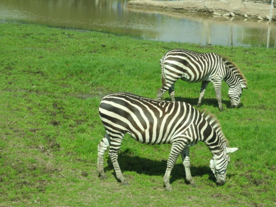 Photo of Safari Park, 480 Chakphet Rd, Khwaeng Wang Burapha Phirom, Khet Phra Nakhon, Krung Thep Maha Nakhon 10200, Thailand by Mandira Donde