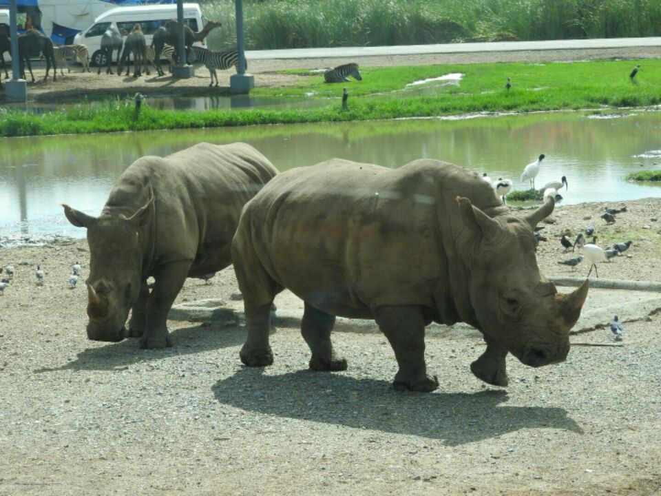 Photo of Safari Park, 480 Chakphet Rd, Khwaeng Wang Burapha Phirom, Khet Phra Nakhon, Krung Thep Maha Nakhon 10200, Thailand by Mandira Donde