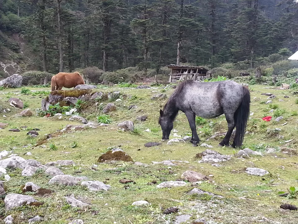 Photo of Lachung, Sikkim, India by Mandira Donde