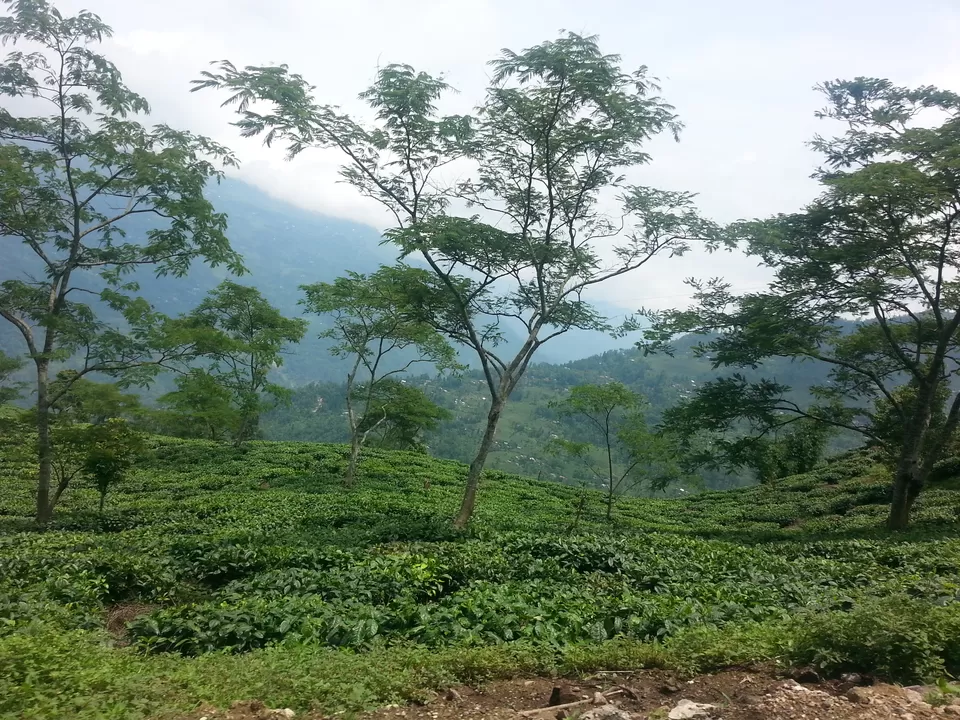 Photo of Darjeeling, West Bengal, India by Mandira Donde
