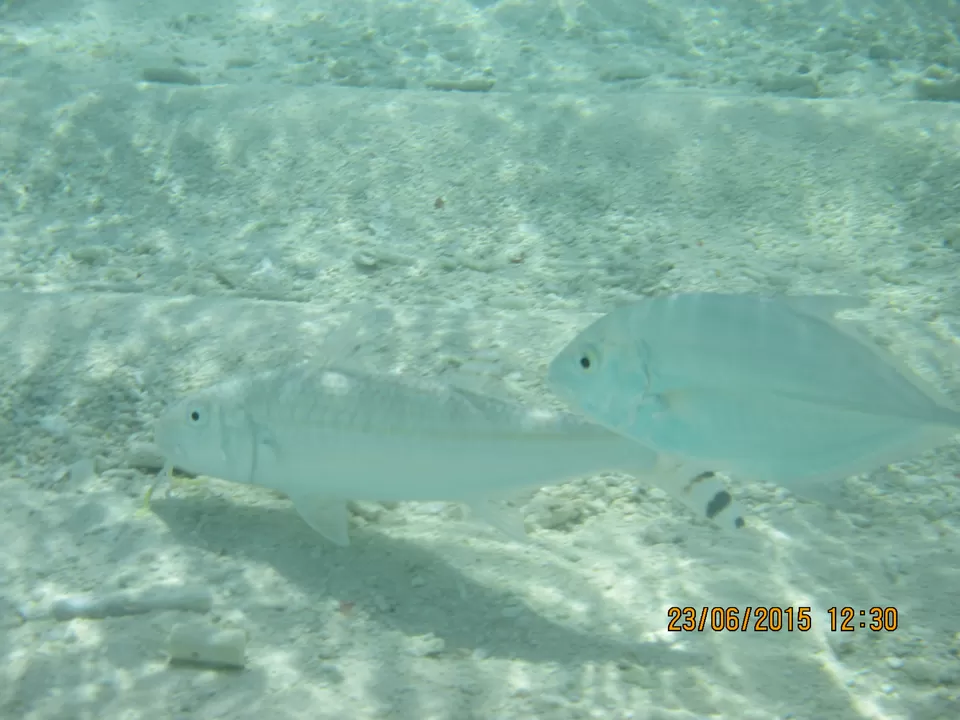 Photo of Royal Island Resort & Spa Maldives, Baa Atoll, Maldives by Abhinav Chaudhary
