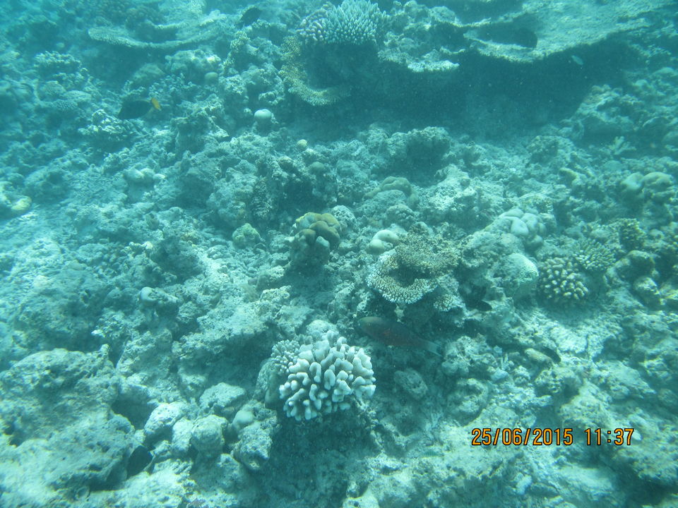 Photo of Maldives – Underwater heaven! 4/16 by Abhinav Chaudhary
