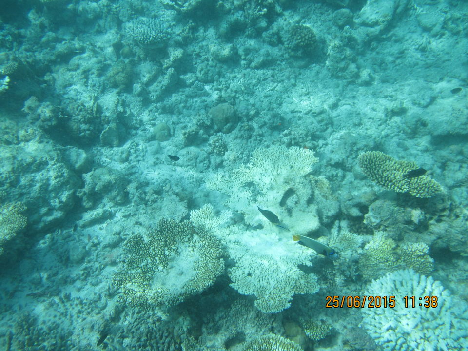 Photo of Maldives – Underwater heaven! 5/16 by Abhinav Chaudhary