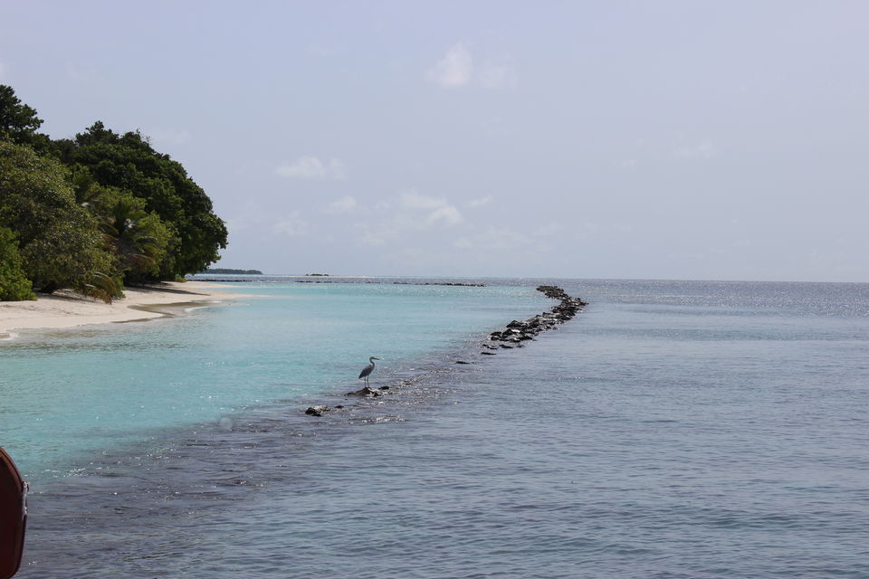 Photo of Maldives – Underwater heaven! 9/16 by Abhinav Chaudhary