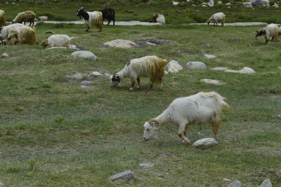 Photo of Jullay Leh 2/24 by Deepali Chauhan