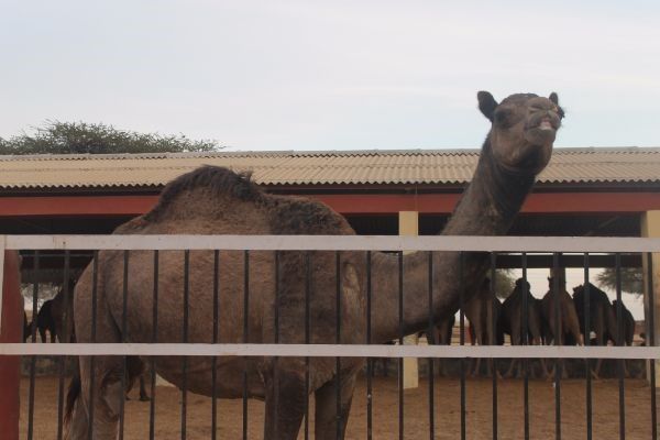 Photo of Choto so shahar, mahro Bikaner 65/107 by The Travellist