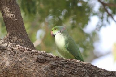 Photo of Choto so shahar, mahro Bikaner 87/107 by The Travellist
