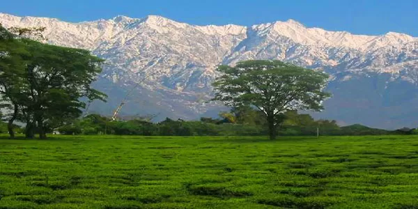 Photo of tea garden palampur by उदय वीर सिंह गुलेरिया