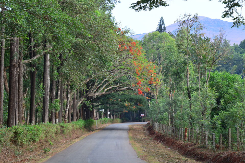 Photo of Road trip from Bangalore to Chikamaglur 81/156 by Prashant Agrawal