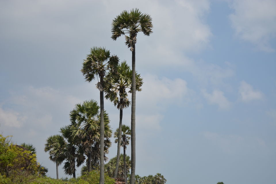 Photo of Road Trip to Pondicherry and Pichavaram - Gone travelling to edge of the sands by Prashant Agrawal