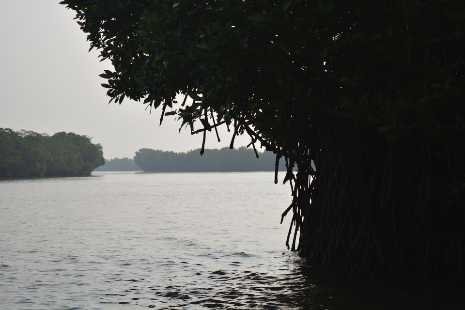 Photo of Road Trip to Pondicherry and Pichavaram - Gone travelling to edge of the sands by Prashant Agrawal