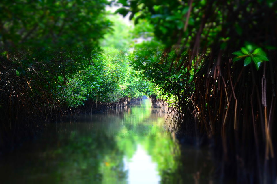 Photo of Road Trip to Pondicherry and Pichavaram - Gone travelling to edge of the sands by Prashant Agrawal