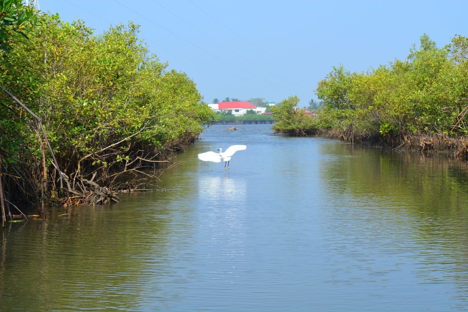Photo of Road Trip to Pondicherry and Pichavaram - Gone travelling to edge of the sands by Prashant Agrawal