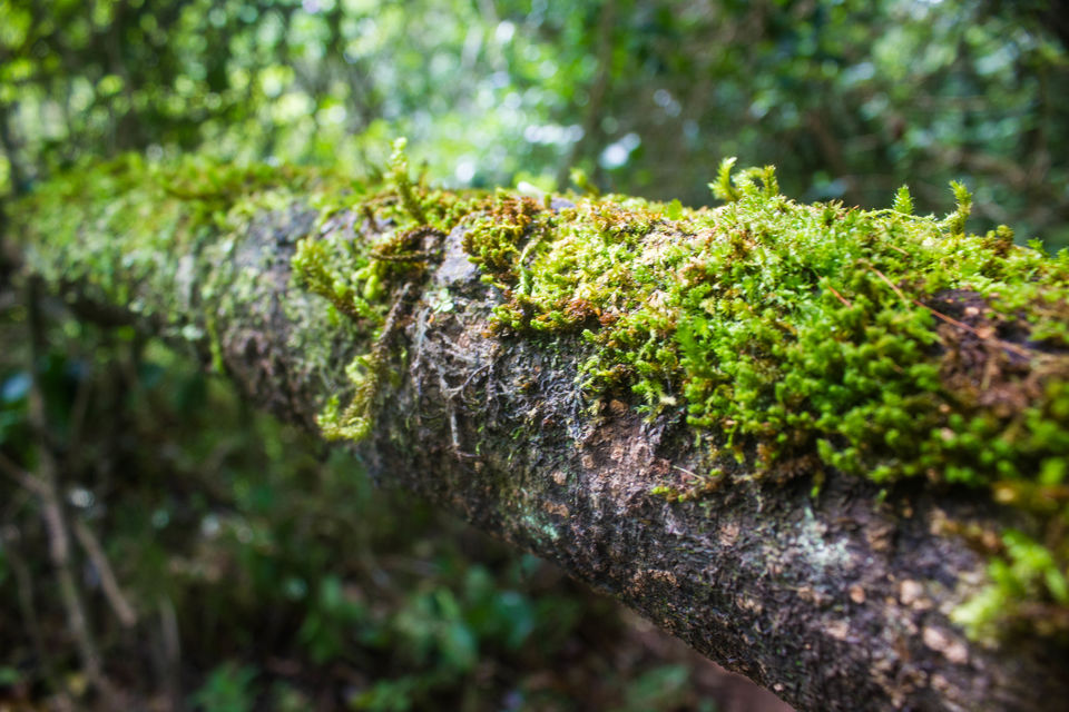 Photo of Kudremukh, Karnataka, India by asif shaikh