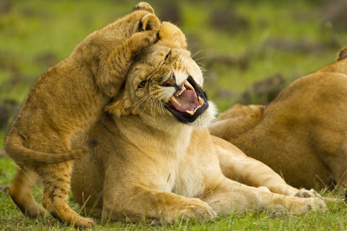 Photo of 3 days masai mara rhino tourist camp 1/1 by simba paka safaris