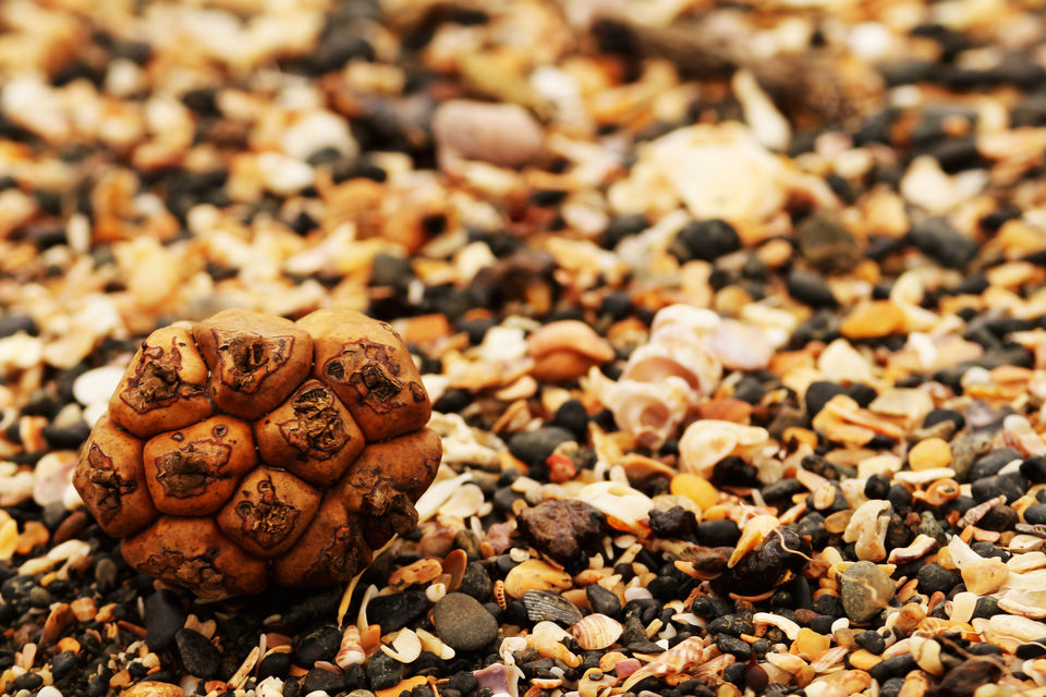 Photo of Tilmati Beach : Unique Black Sand Beach by Vivek Kumar