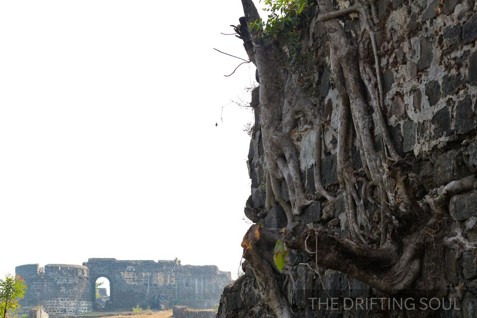 Photo of Kickstarting 2018 : From Dapoli to Korlai Fort... 28/34 by Vivek Kumar
