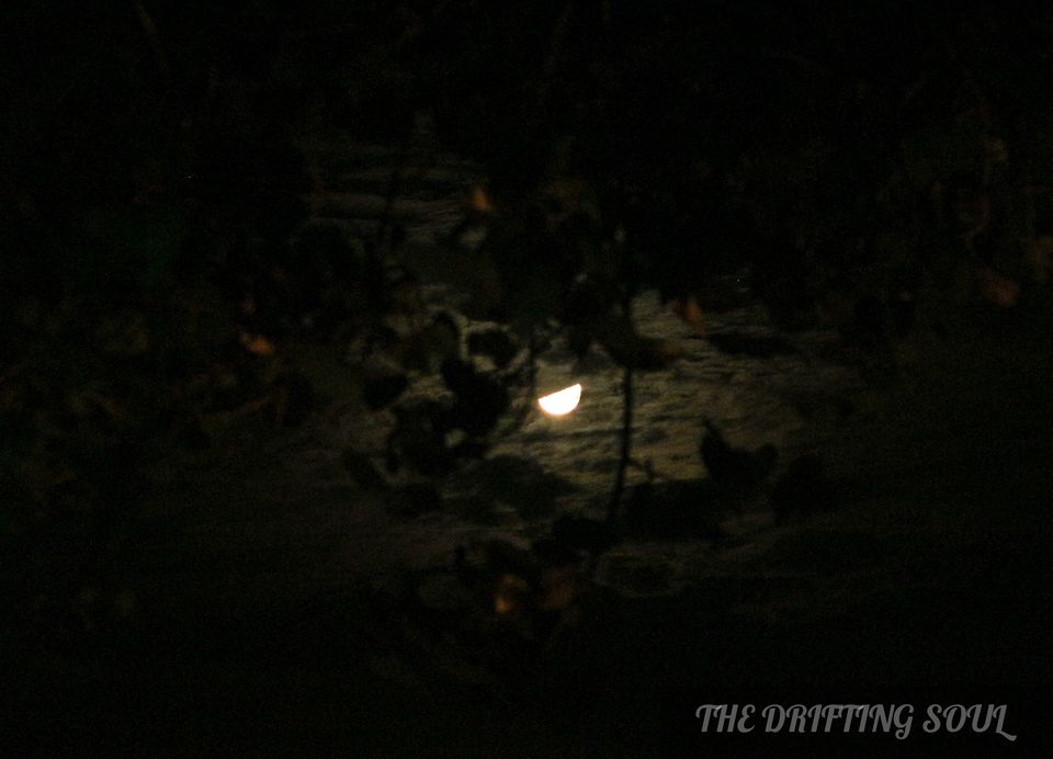 Photo of Olive Ridley Turtle Fest : Anjarle by Vivek Kumar