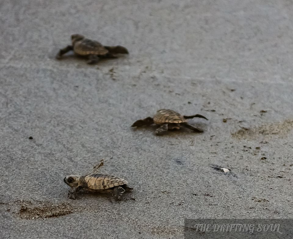 Photo of Olive Ridley Turtle Fest : Anjarle by Vivek Kumar
