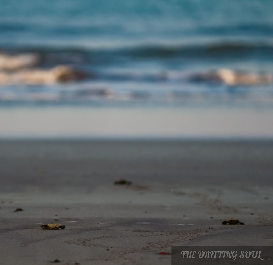 Photo of Olive Ridley Turtle Fest : Anjarle by Vivek Kumar