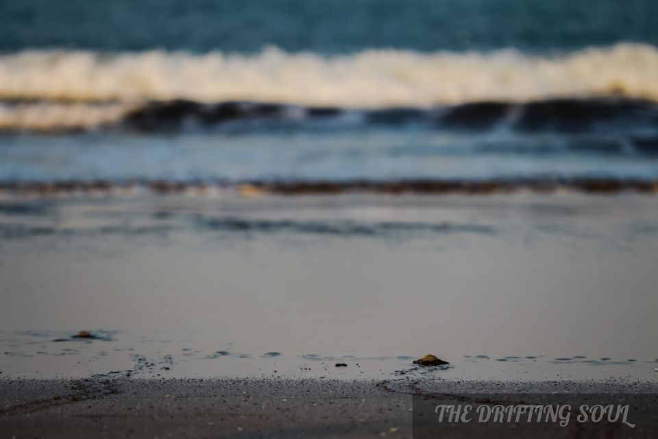 Photo of Olive Ridley Turtle Fest : Anjarle by Vivek Kumar