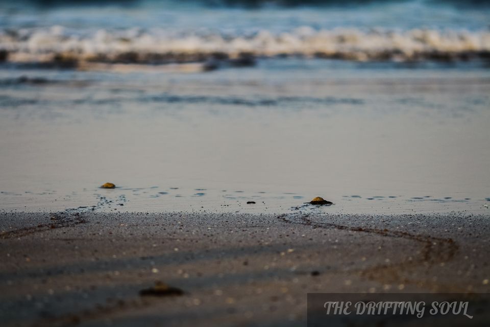 Photo of Olive Ridley Turtle Fest : Anjarle by Vivek Kumar