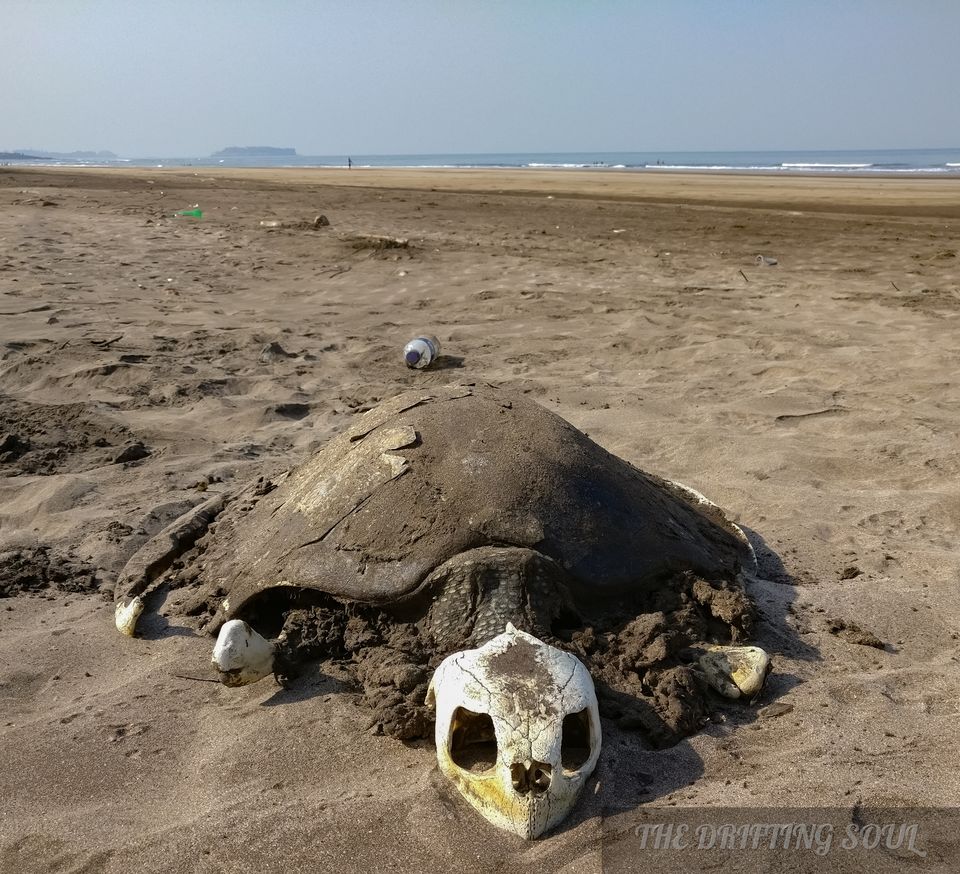 Photo of Olive Ridley Turtle Fest : Anjarle by Vivek Kumar