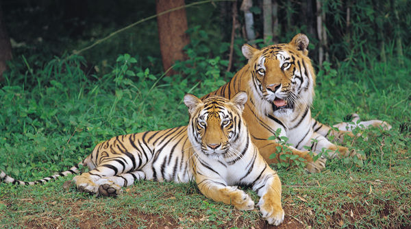 Photo of Bannerghatta National Park, Bengaluru, Karnataka, India by Karthik Rao V