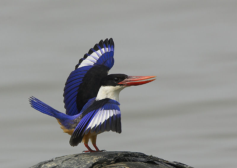 Photo of Dr. Salim Ali Bird Sanctuary, Chorao, Goa, India by Karthik Rao V
